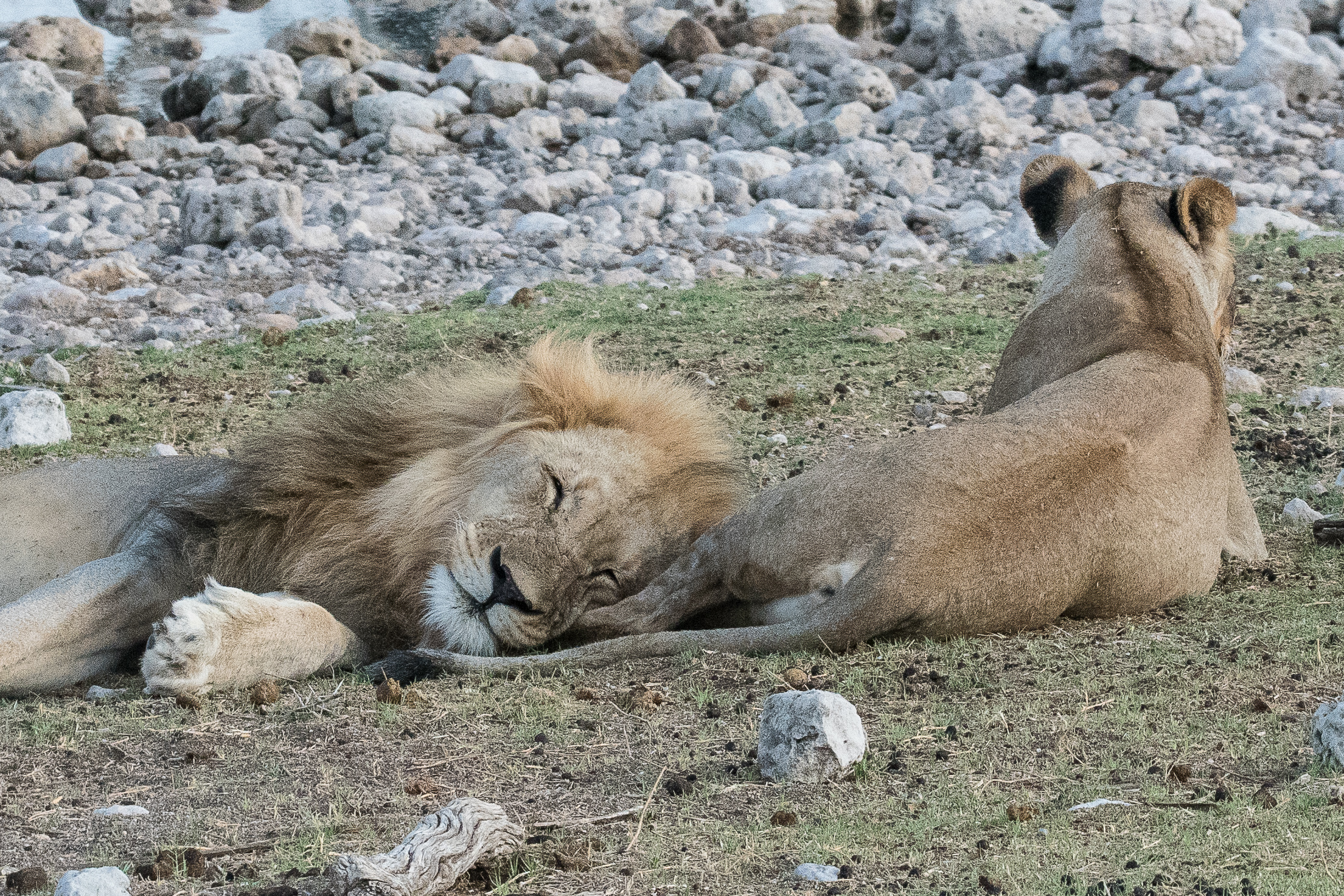 La lionne (lioness, Panthera leo) s'éveille au côté du mâle encore assoupi, Namutoni, Parc National d'Etosha, Namibie.